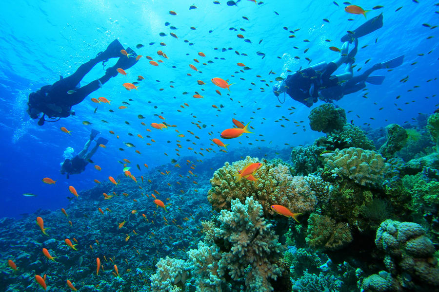 Grand Island Goa Scuba Diving with Free Beer and Transfers